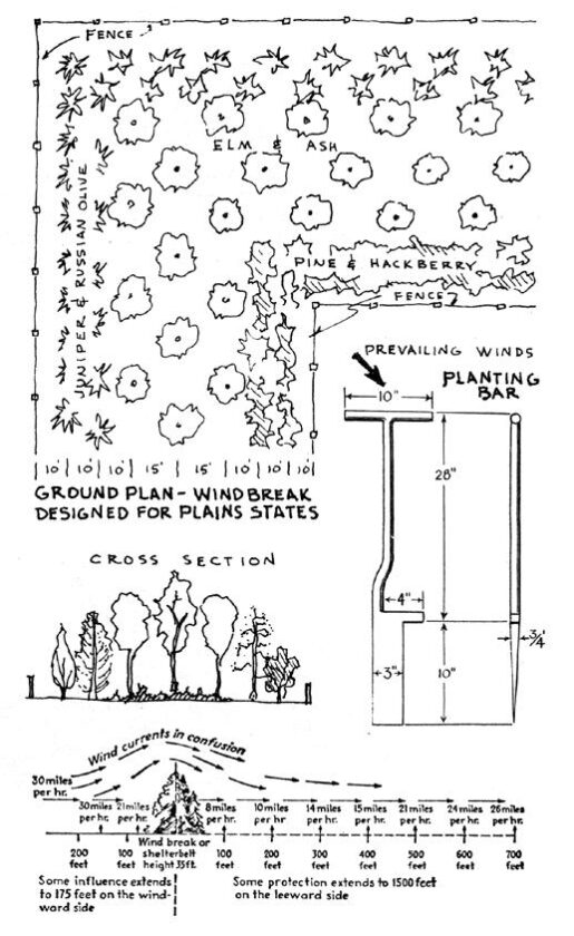 TOP: Plan for planting a woodland windbreak. MIDDLE: Cross-section of tree types to plant. BOTTOM: Effects of windbreak on wind velocity.